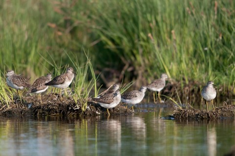 Bruchwasserlaeufer, tringa glareola, wood sandpiper, birds, charadriiformes, limikolen, snipe