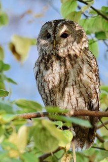 Tawny owl (Strix aluco) sitting on a branch, North Rhine-Westphalia, Germany