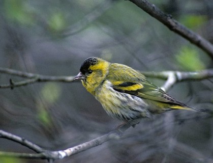 Carduelis spinus, siskin, spinus spinus, siskin, birds, leo, male, passeri, songbirds, birds