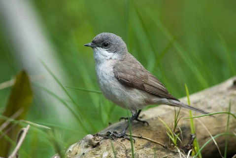 Rattleswarbler, Lesser Whitethroat, Sylvia Curruca, Birds, Passeri, Songbirds, Birds, Warbler