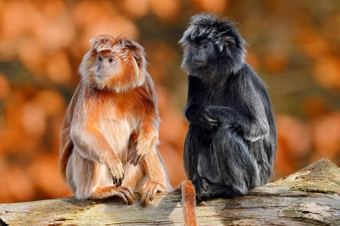Javan lutung (Trachypithecus auratus), black and orange-brown colour variants, in captivity, found