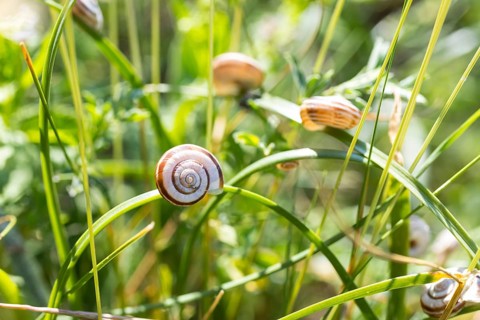 Many snail shells on blades of grass, Bavaria, Germany
