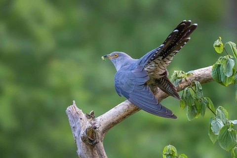 Cuckoo (Cuculus canorus), male, perched on a branch with a caterpillar in its beak, Jenbach, Tyrol,