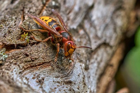 European hornet (Vespa crabro) searching for food on an old tree trunk. Detailed macro wildlife