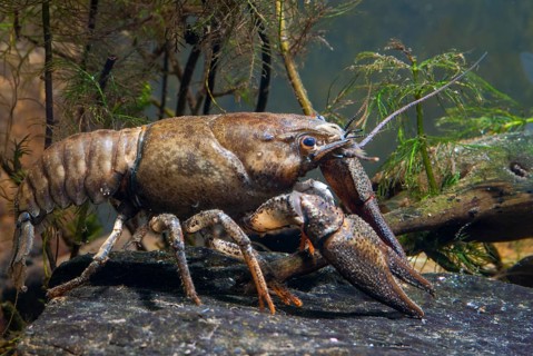 Astacus astacus, crayfish, European crayfish, European crayfish, crayfish, arthropods, crabs,