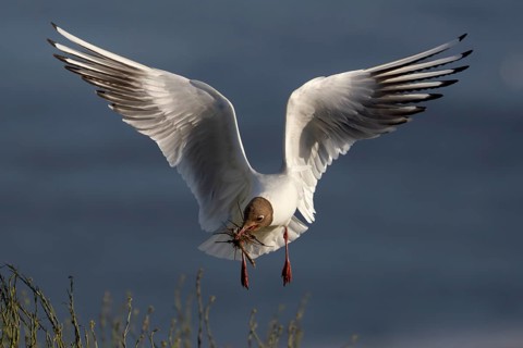 A black-headed gull (Chroicocephalus ridibundus) brings nesting material to its nest, breeding