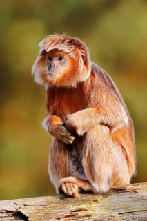 Javan lutung (Trachypithecus auratus) perched on a tree trunk, orange-brown colour variant, in