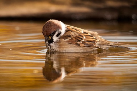 Tree Sparrow, Passer Montanus, Sparrow, Tree Sparrow, Bath, Bird Bath, Birds, Passeri, Songbirds,