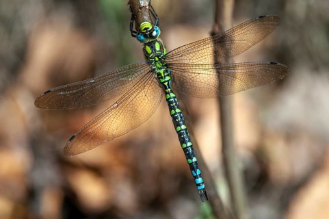 Aeshna cyanea, blue-green mosaic maiden, southern hawker, anisoptera, damselflies, dragonflies,