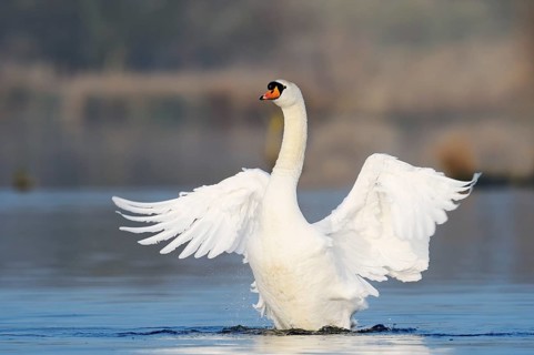 Mute swan (Cygnus olor), flapping wings, North Rhine-Westphalia, Germany