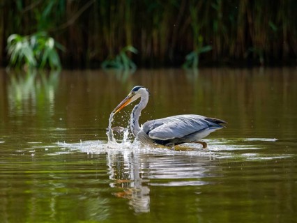 A gray heron hunting, Ümminger See, Bochum, Ruhrpott, North Rhine-Westphalia, Germany