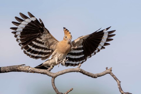 Hoopoe (Upupa epops), perched on a branch with food in its beak, Lower Austria, Austria
