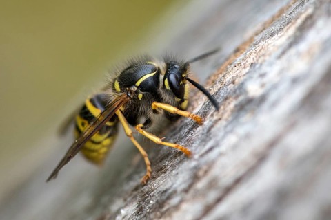 Dolichovespula saxonica, hymenoptera, Saxon wasp, Saxon wasp, vespidae, wrinkled wasps, insects,