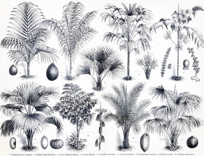 Palms, trees and their fruits, Chameadorea (1), Rhapis flabelliformis (2), Covos Romanzoffiana (3),