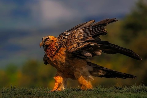 Bearded vulture (Gypaetus barbatus) close-up, Pyrenees, Spain