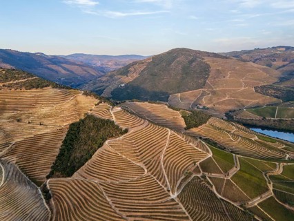 Drone perspective of geometric vineyard terraces near the Douro River, highlighting structured