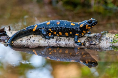 Fire salamander, salamandra salamandra, amphibians, amphibians, caudata, amphibians, amphibians,