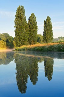 The Lippe River and pyramid-shaped poplars (Populus nigra 'Italica') in summer, with a reflection,