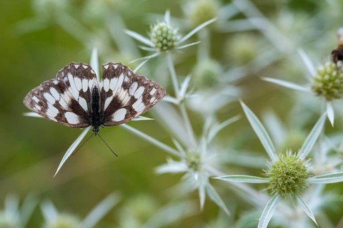 Apiaceae, board game, ladies' board, umbels, eryngium campestre, field thistle, curled thistle, man