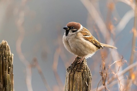 Tree sparrow, Passer Montanus, sparrow, birds, garden, garden fence, passeri, songbirds, sparrow,