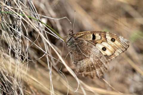Alpine Witch, Mountain Witch, Chazara Briseis, Hermit, Steppe Porter, Butterfly, Insects,