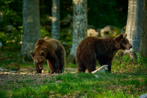 Two brown bears are searching for food in the lush woodland, European brown bear (Ursus arctos),