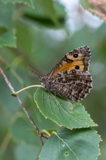 Hipparchia semele, ochre velvet butterfly, rock grayling, butterfly, grayling, high size, portrait