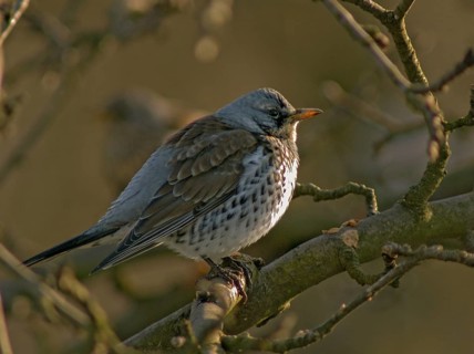 FieldFare, Turdus Pilaris, Juniper Thrush, Birds, Thrush, Garden, Passeri, Songbirds, Thrush, Birds