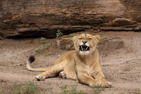 A lion lies on the ground with its mouth open, as if it were snarling or yawning, Asiatic Lion