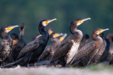 Black shag, cormorant, phalacrocorax carbo, birds, pelecaniforms, ropedes, birds, waterbirds,