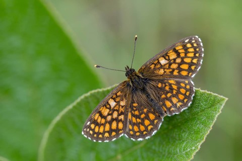 Common butterflies, heath fritillary, melitaea athalia, quail wheat moth, butterfly, insects,