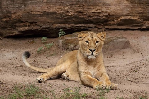 A lion lies calmly on the ground in front of a rock, looking straight ahead, Asiatic Lion (Panthera