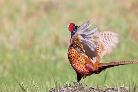 Pheasant, common pheasant (Phasianus colchicus), adult male bird displaying in a meadow,