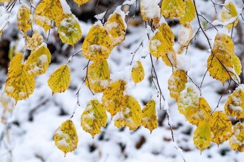 Autumn, detail, autumn, autumn leaves, snow, snow