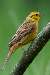 Emberiza citrinella, goldammer, yellowhammer, birds, high size, portrait format, male, passeri,