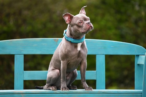Healthy lilac brindle French Bulldog with long snout, natural tail and long legs sitting on blue