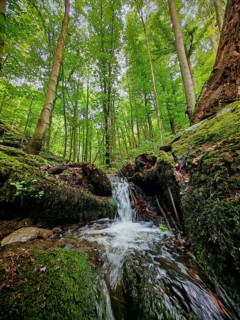 A small waterfall in a dense, green forest with mossy rocks, hiking in spring, Bad Blankenburg,