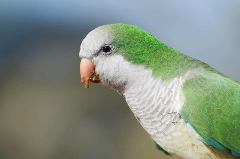 Monk Parakeet (Myiopsitta monachus), portrait, Fuerteventura, Canary Islands, Spain