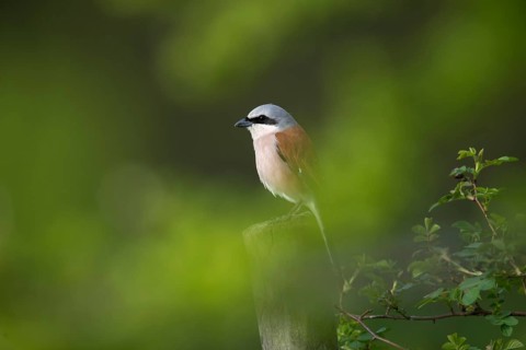 Lanius Collurio, red-backed shrike, redback shrike, birds, male, passeri, songbirds, songbirds,
