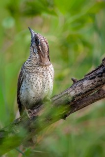 Jynx Torquilla, Wryneck, Birds, Bulgaria, high size, portrait format, male, piciforms, call,