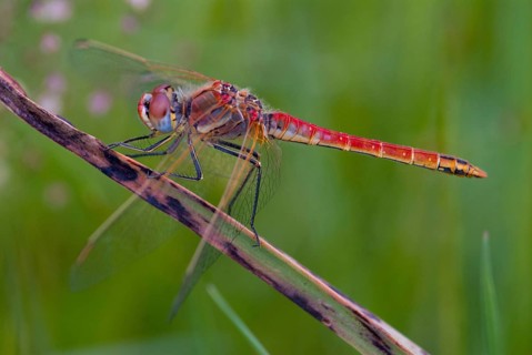 Early bilberry, red-veined darter, sympetrum fonscolombeii, anisoptera, damselflies, dragonflies,