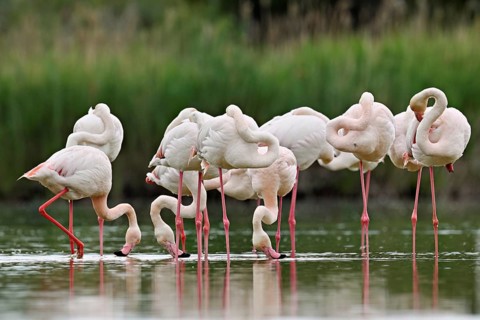 A group of greater flamingos (Phoenicopterus roseus), standing in the water, Camargue Regional