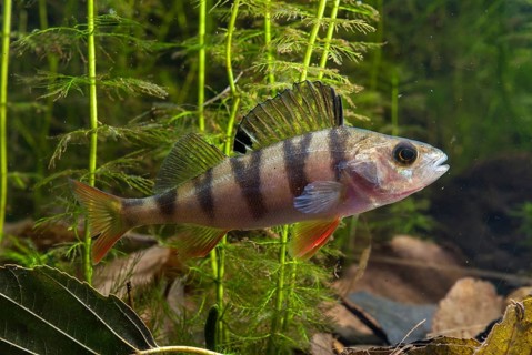 Perch, river bass, perca fluviatilis, perch, predatory fish, fishes, leo, pisces