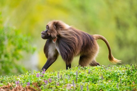 Gelada (Theropithecus gelada) male walking over a meadow, captive, distribution africa