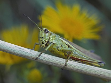 Acrididae, caelifera, grasshoppers, short-feeler scare, locustinae, mecostethus grossus,