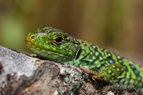 Ocellated lizard, pearl lizard, Timon lepidus, critters, lizards, extremadura, adolescent, jewelled