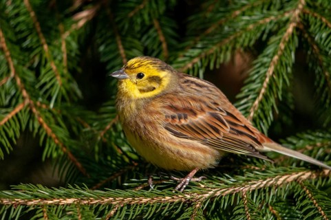 Emberiza citrinella, goldammer, yellowhammer, birds, male, passeri, songbirds, birds