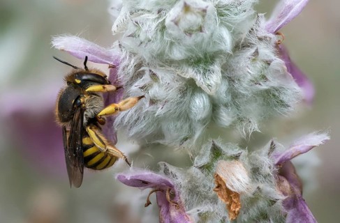 Anthidium manicatum, apidae, bees, European wool carder bee, garden woolbee, large woolbee,