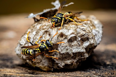 Two wasps are exploring a structured nest on a wooden surface. The field wasps on their fallen nest
