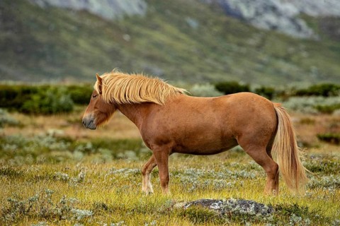 Brown horse with a flowing mane roams an open landscape, Norwegian fjord horses, in the tundra,